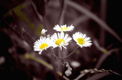 IMGP0048
