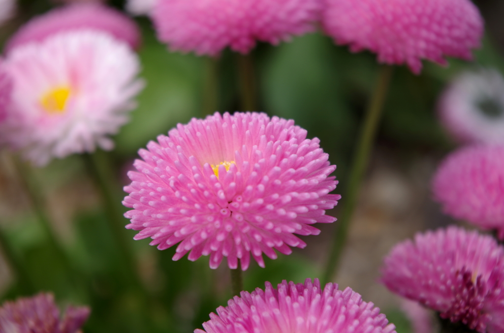IMGP0599