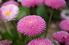 IMGP0599