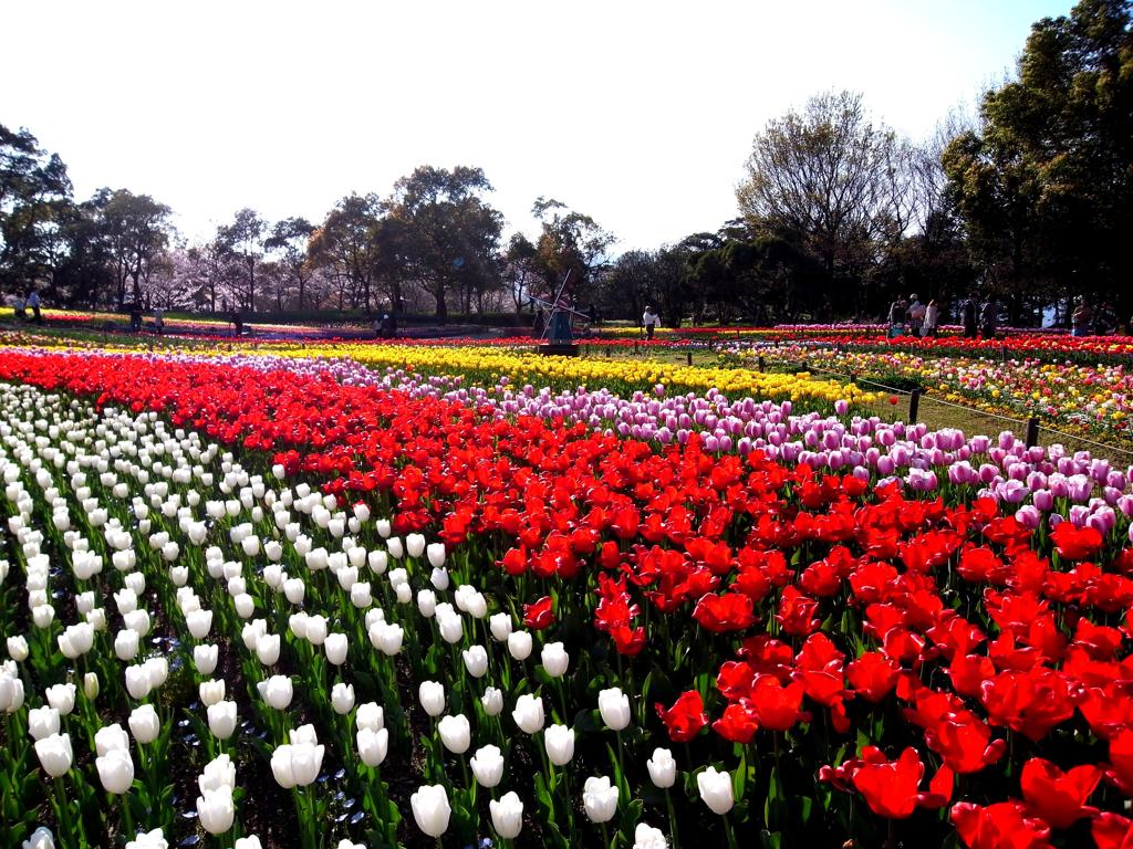 チューリップ畑