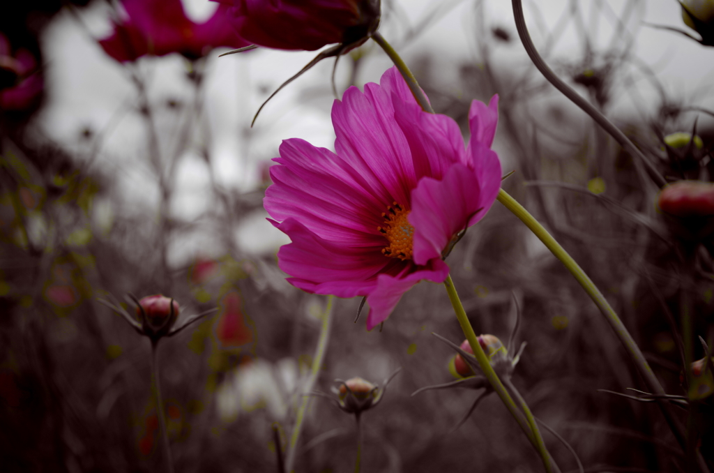 IMGP0478