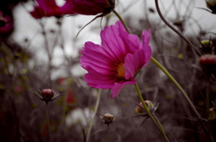 IMGP0478