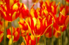 IMGP0959