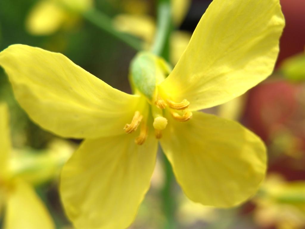 黄色い蝶のような