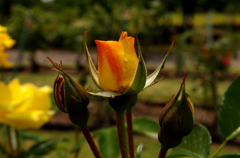 IMGP1310