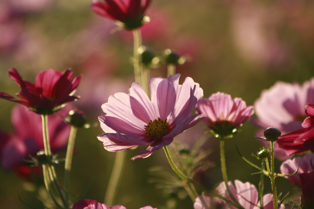 コスモス