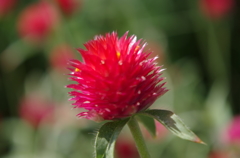 IMGP0366