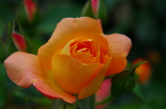 IMGP1323