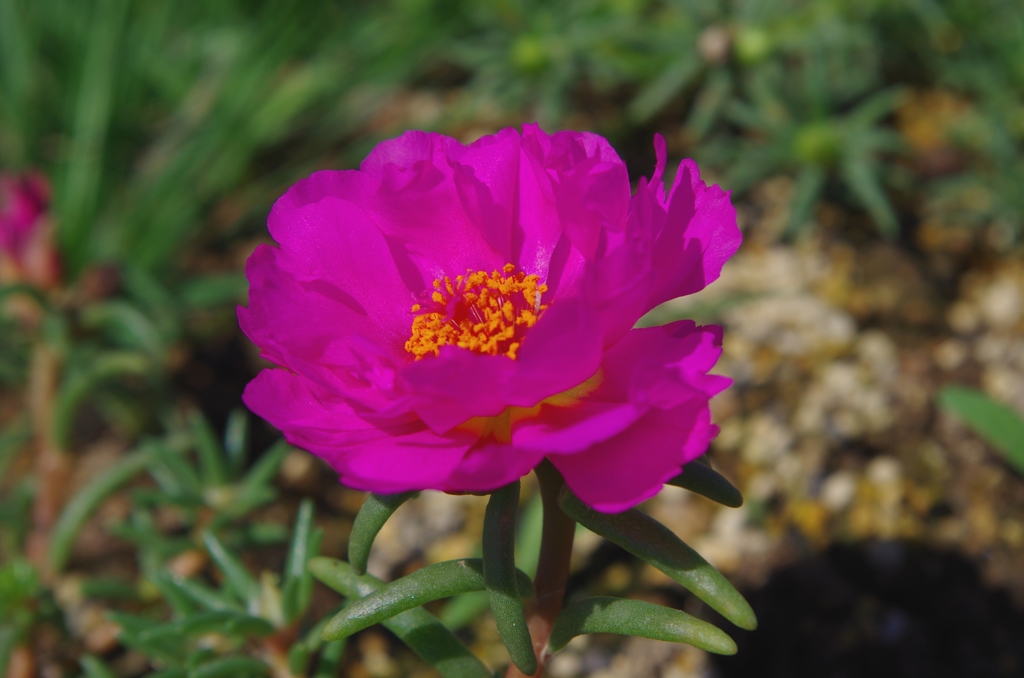 IMGP1579