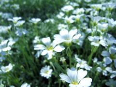 スノーインサマー