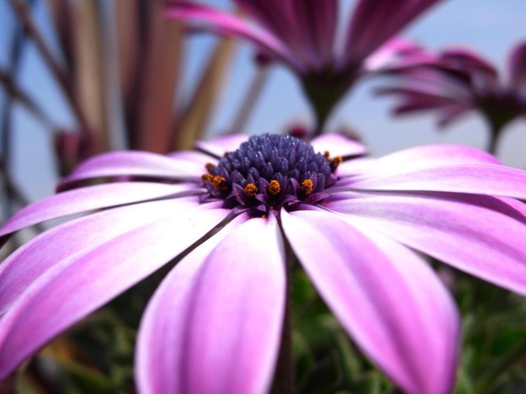 オステオスペルマム