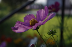 IMGP0256