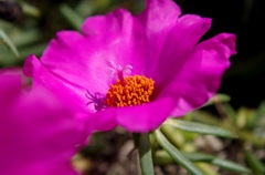 IMGP0313