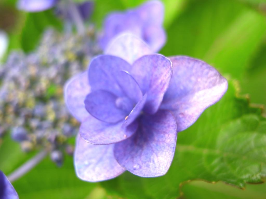 紫陽花