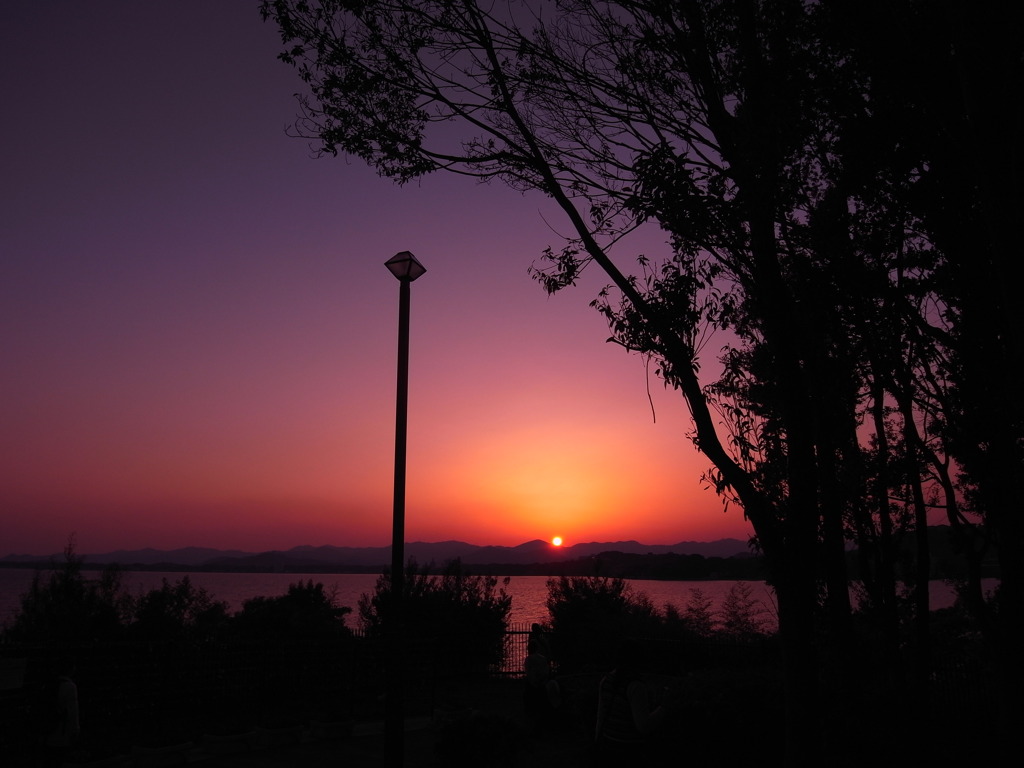 夕日と木