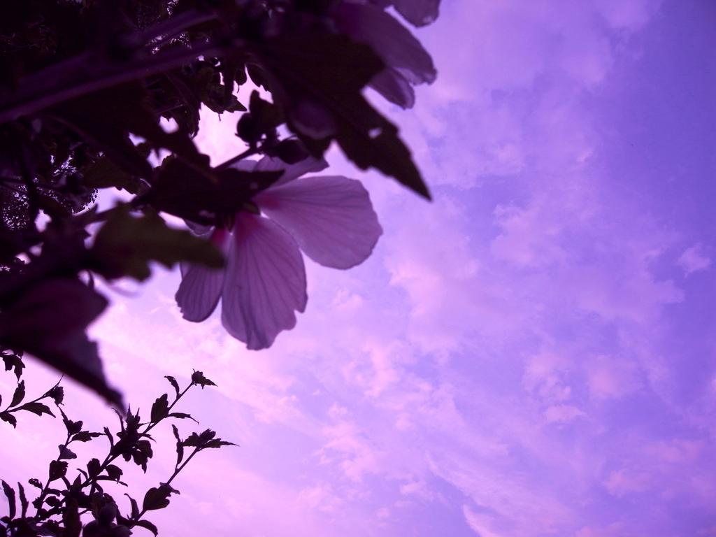 紫の雲