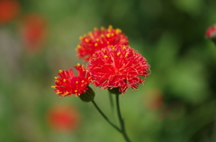 IMGP0364