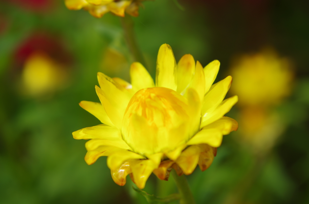 IMGP0468