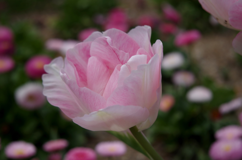 IMGP0598