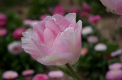 IMGP0598