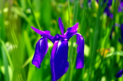 IMGP1265