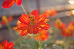 IMGP0668