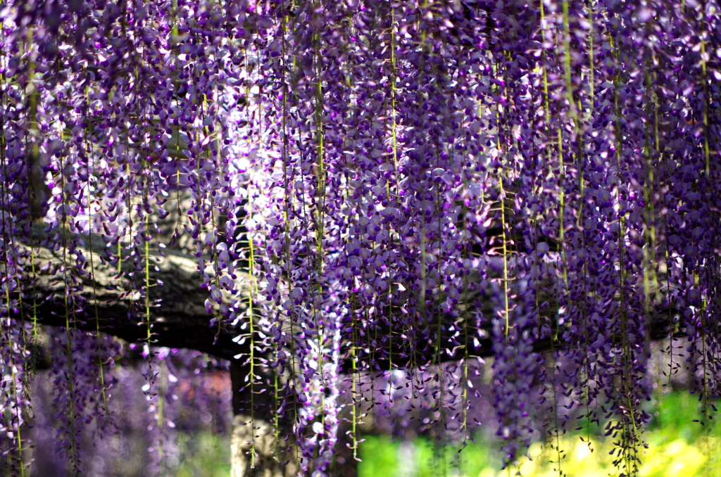 IMGP0909