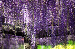 IMGP0909