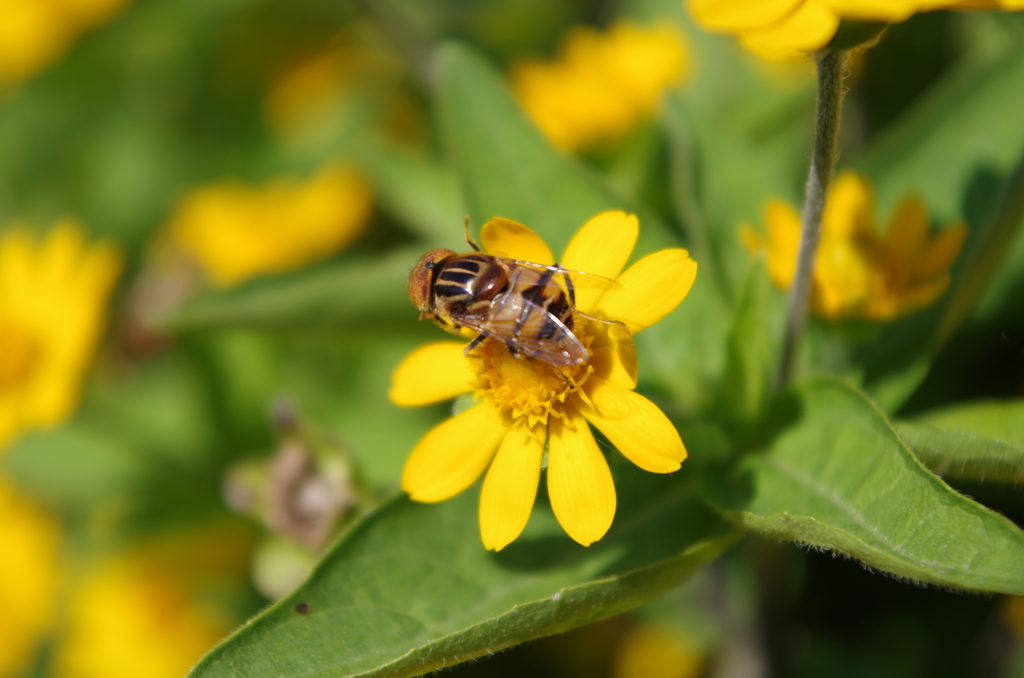 IMGP0555