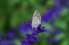 IMGP0694