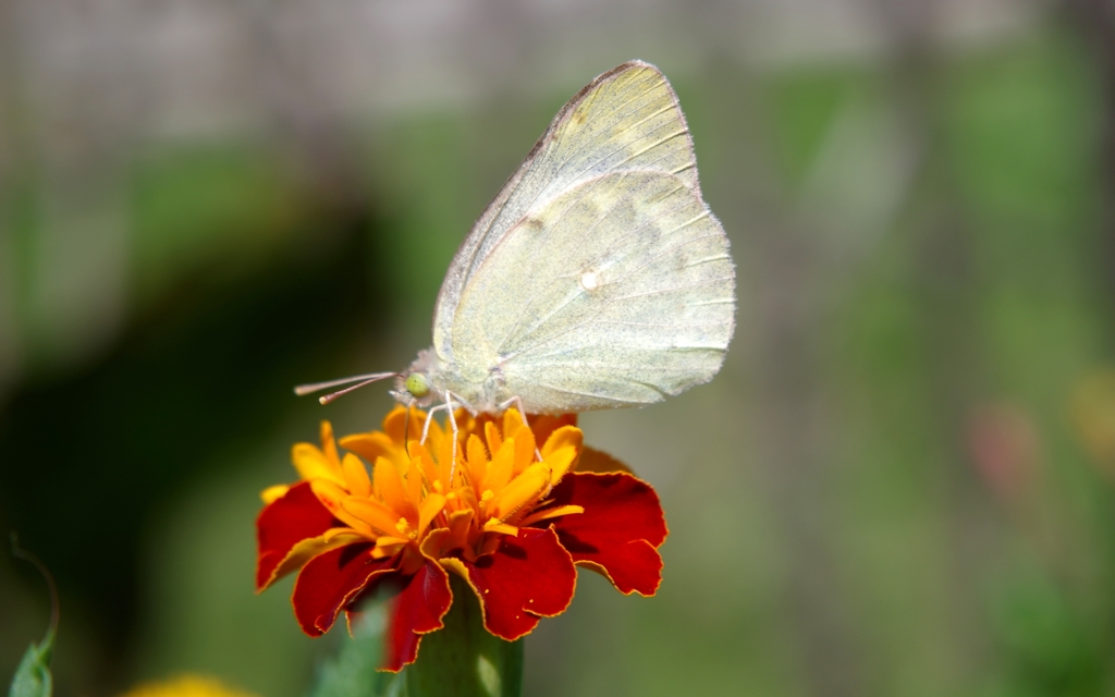IMGP0332