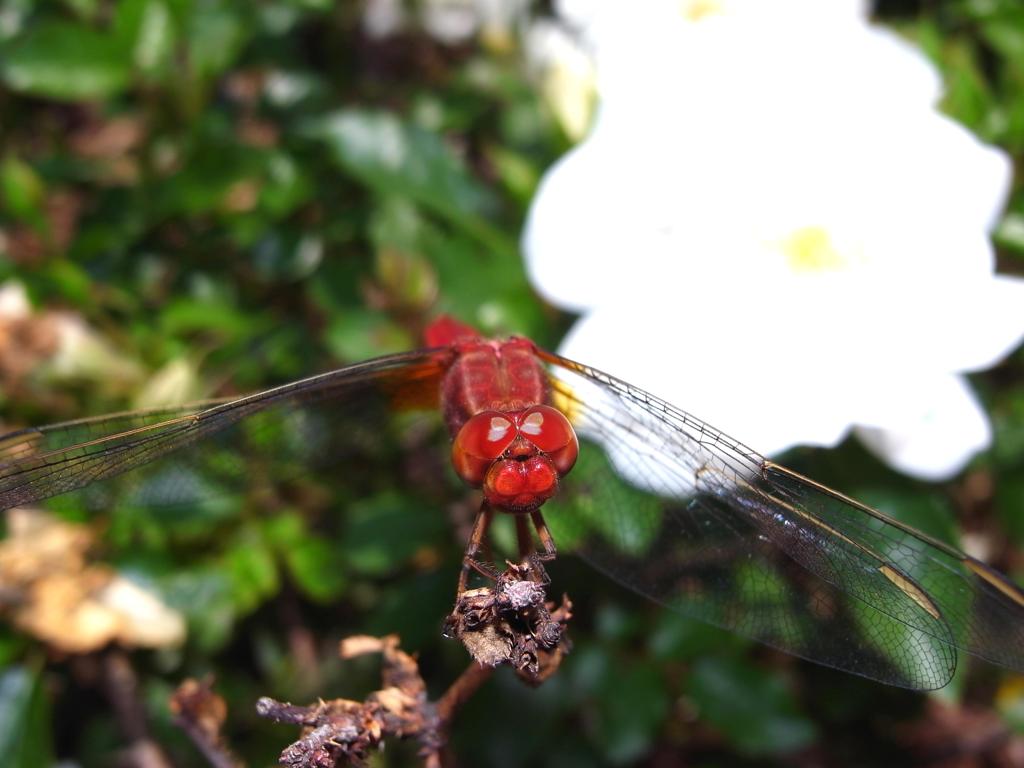 赤とんぼ