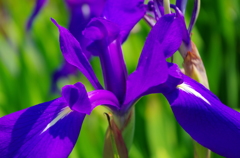 IMGP1266