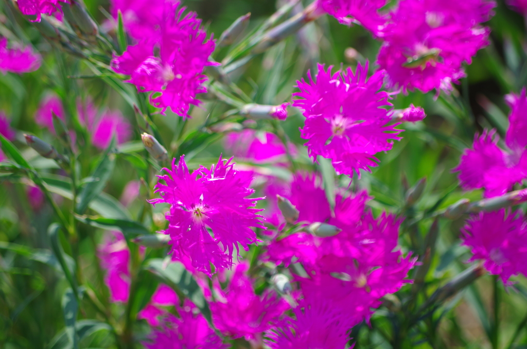 IMGP1390