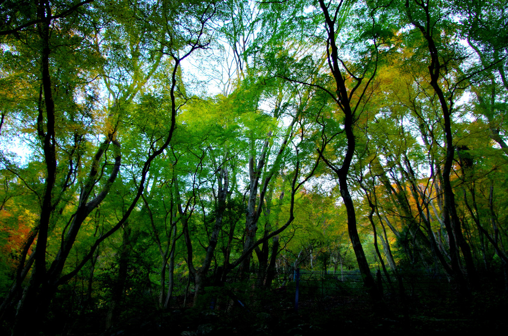 IMGP0958