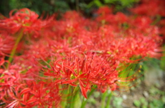 IMGP0499