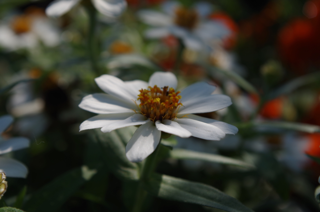 IMGP0538
