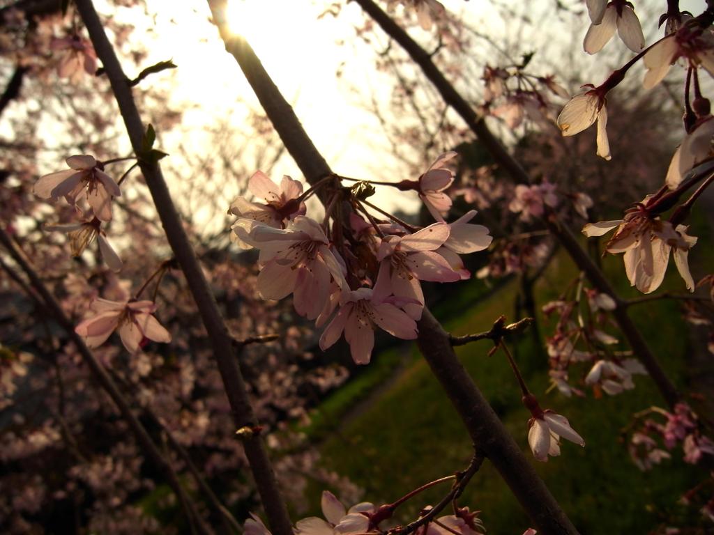 しだれ桜