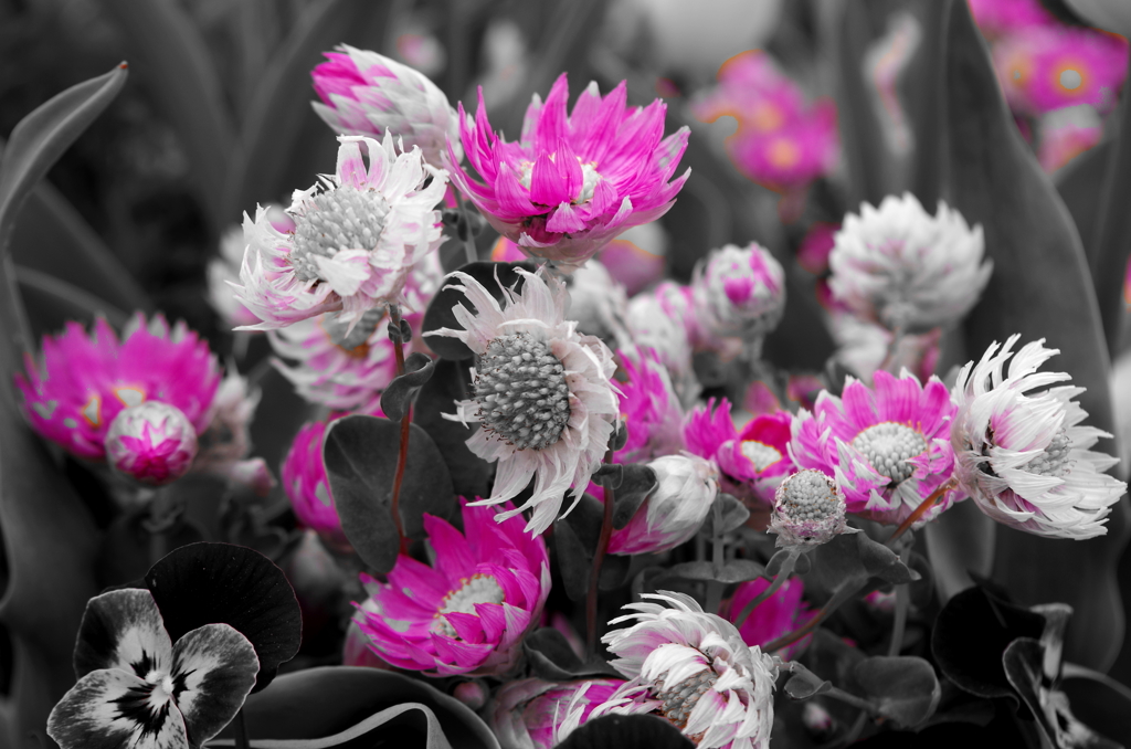 IMGP0557