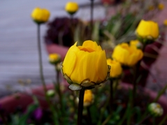 RIMG0225