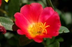 IMGP0314