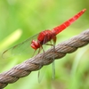 赤とんぼ