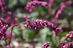IMGP0755