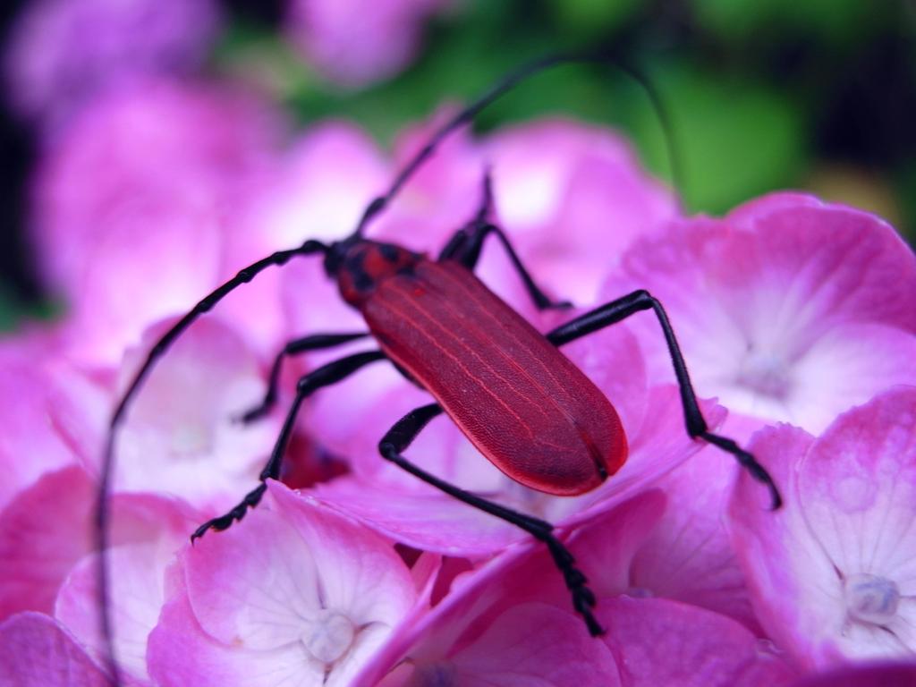 ベニカミキリ