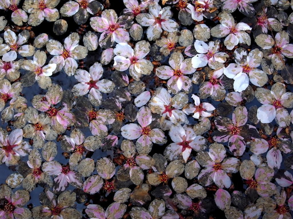 散っても花