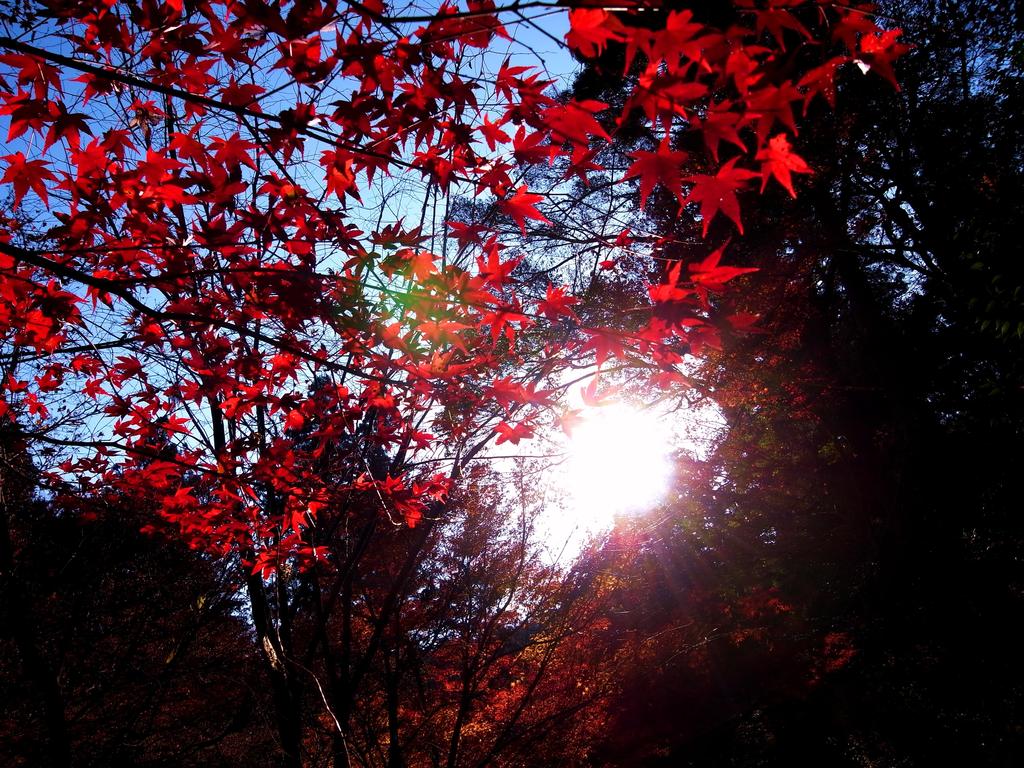 紅葉と太陽