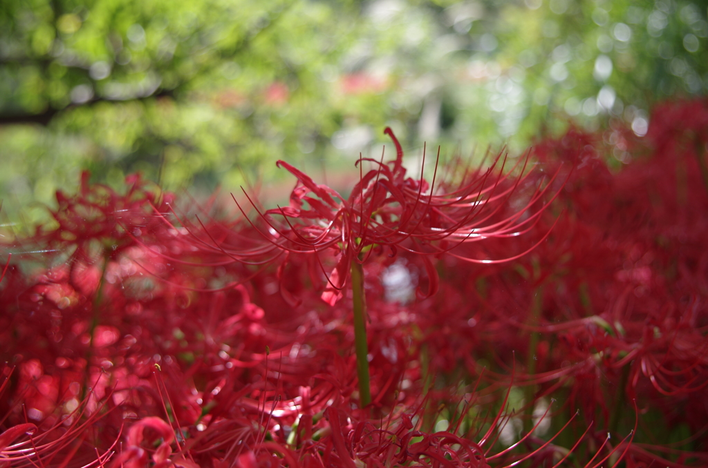 IMGP0452
