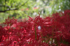 IMGP0452