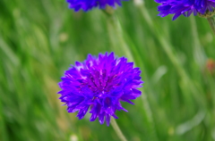 IMGP1445