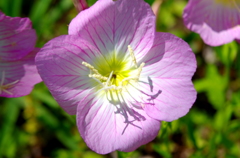 IMGP1272